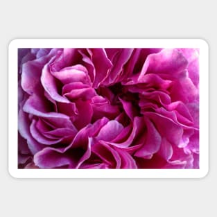 Rose petals Sticker